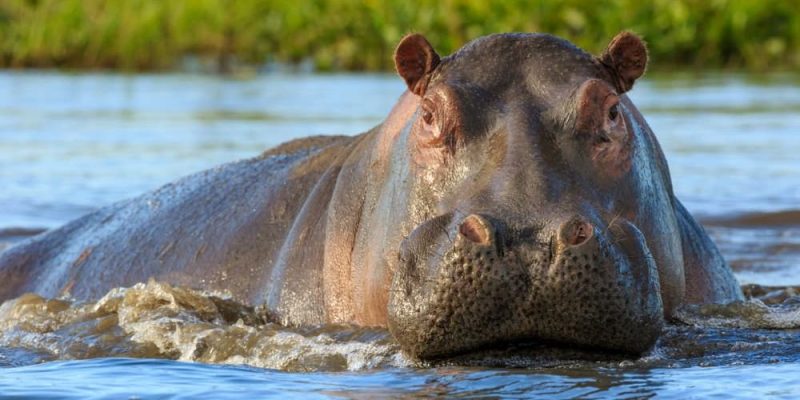 Hipopótamo (animal) - Informações, alimentação e características